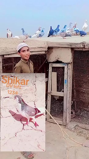 Pigeons in Vivid Colors: Rooftop and Ground Exploration