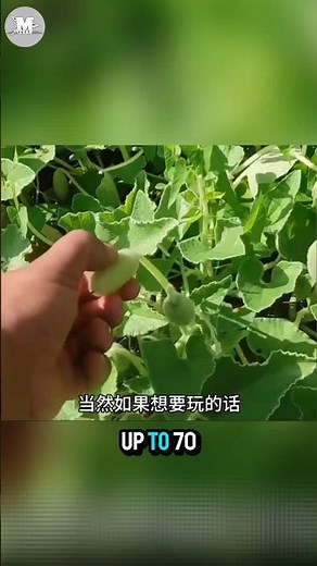 This Plant Explodes to Spread Its Seeds! #shortvideo #trending #viralvideo