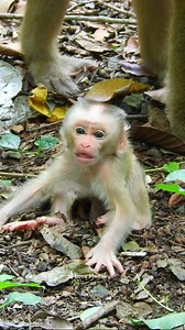 Newborn Baby Lynx Cries Call Mom Help Care.. | Love Monkey