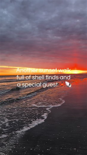 Always fun to find different shells! We never keep every single one because there is no need for us to have that many. And plus the sea needs them more 😉🫶🏻 #beachwalk #sunset #seashells #coastalliving #northcarolina