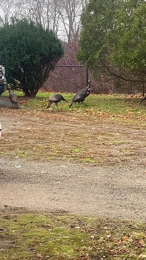 Gangster Turkeys in our yard