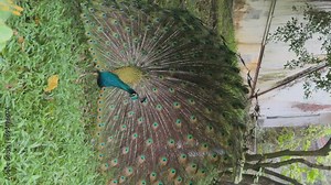 Beautiful bushy-tailed Indian peafowl with huge elegant feathers and blue body walks across lawn in search of food in park or reserve located near trees and concrete wall. Zoology, ornithology Stock Video