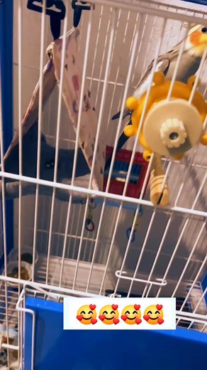 Cocktail parrot singing 🥰 #viralpost2025 #exoticparrots #talkingparrot #funnybirds #singingparrot #petparrot #parrotlover | Abdul Sahil Khan