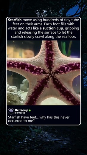 Starfish have feet? 🤯