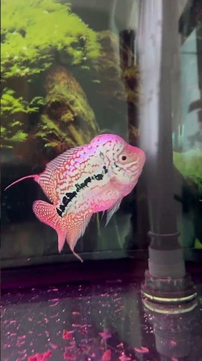 Flowerhorn Kamfa Transformation | Color, Hump & Personality