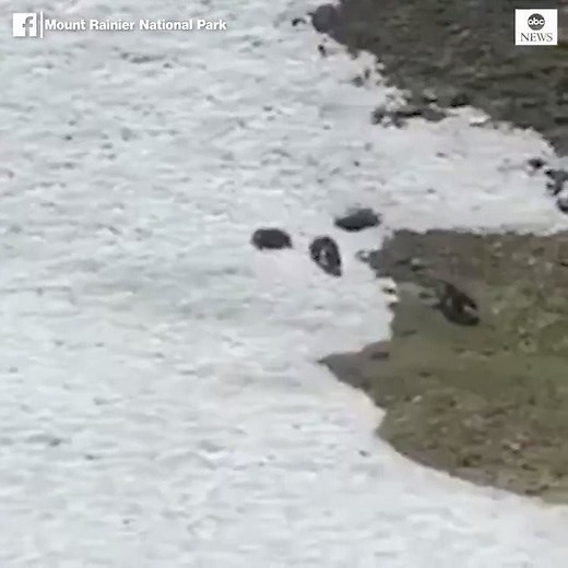 40K views · 1.4K reactions | Wolverines have returned to Washington's Mount Rainier National Park for the first time in 100 years, the National Park Service says. https://abcn.ws/2YmlPik | ABC World News Tonight with David Muir | Facebook