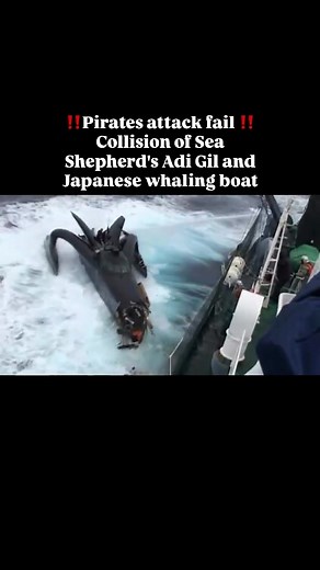 Sea Shepherd's Adi Gil Collides with Japanese Whaling Boat