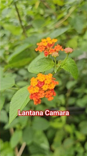 🌈 Rainbow Blooms in Nature | Lantana Camara