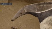 New anteater at San Diego Zoo named ‘Laura Garcia’