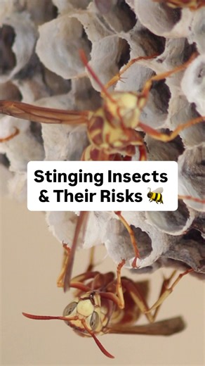 21K views · 33 reactions | It’s stinging insect season! Stay protected from these aggressive insects all summer long. #StingingInsects #Wasps #Hornets #SummerPests | PestWorld | Facebook