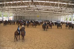 3.5K views · 32 reactions | Have you ever heard of the sport 'Ranch Sorting'? It's relatively new in Australia but it's the fastest growing equine sport in the country. | 7NEWS Central West | Facebook