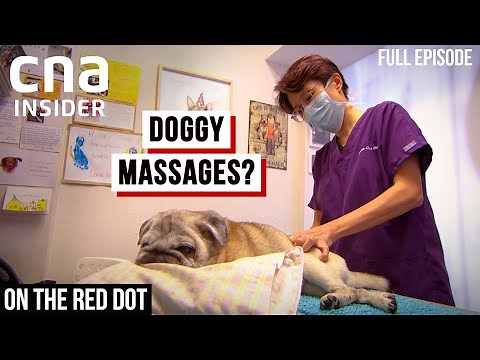 Unseen Life Of Vets: Horse Vaccination & Cancer Research | On The Red Dot | At The Vets - Part 4