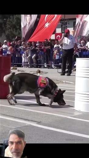 Turkish Military K9 in Action 🐕🌝Elite Commando Dog Training Obedience Drill.🐕