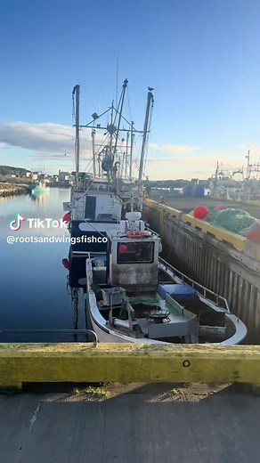 Full wharf. #commercialfishing #newfoundland #fishing #boats