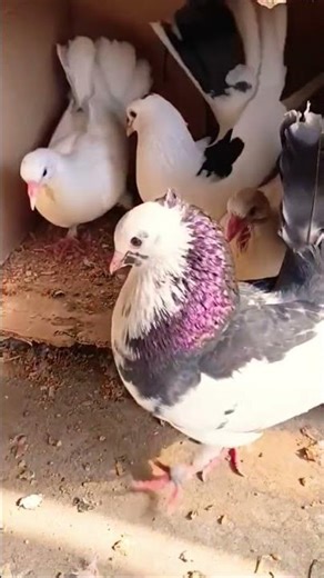 Beautiful Pigeons 🐦❤️ || Family #beautiful #birds