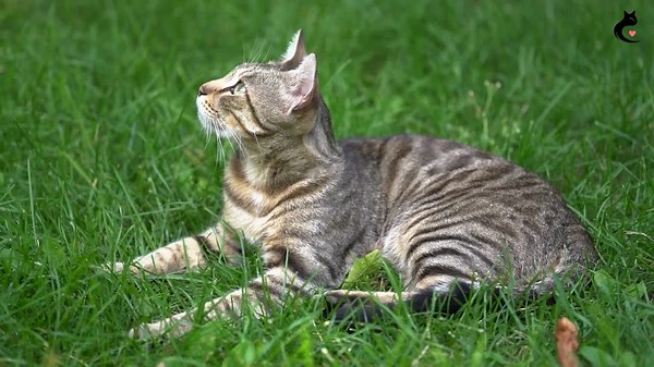 10 U.S. Cat Breeds That Survived Extinction!