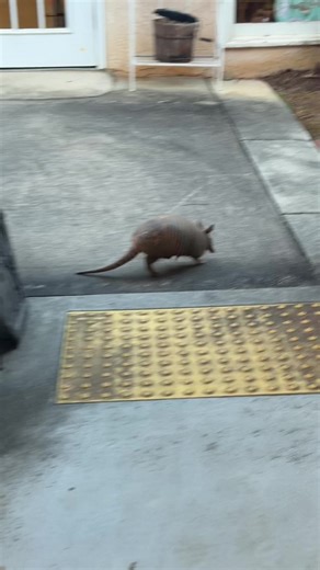 I’m a Carolina girl. We don’t have armadillos in NC that I’ve ever seen. I thought they were only in the deserts 🤣 I was shocked when I moved to GA and realized they’re more common here than raccoons. They also totally destroy your yards…. They are freaky animals. #armadillo #georgia #fyp #trending #animals