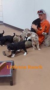 52 reactions | Pepper's Australian Mountain Doodles 殺 | Littleton Ranch | Facebook