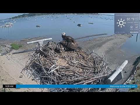Osprey Cam Live 4K - Oyster Bay, NY