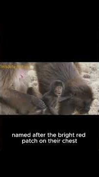 Gelada – The Only Grazing Monkey on Earth! https://youtu.be/uudcokTLoEI #shorts