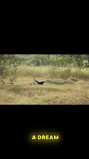 Seeing a Peacock Feather? Here’s What It Really Means|Peacock Feathers: A Sign from the Universe?