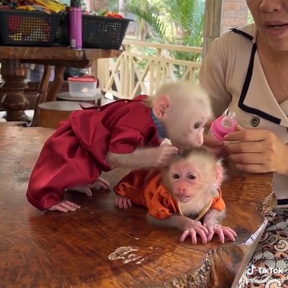 Cute Monkeys Interacting and Being Fed Outdoors