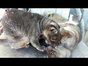 Loving couple.Fossa. 仲良しフォッサの夫婦。