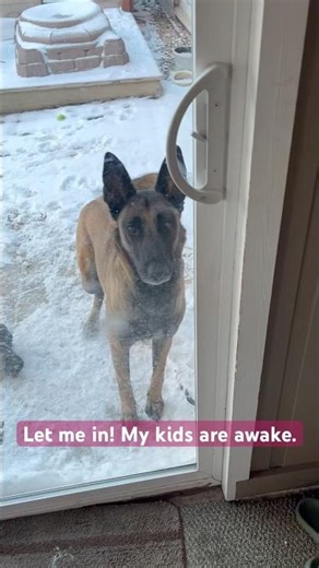 Lily’s best part of the mornin is when her best friends wake up. #belgiummalinois #puppy #funnydogs