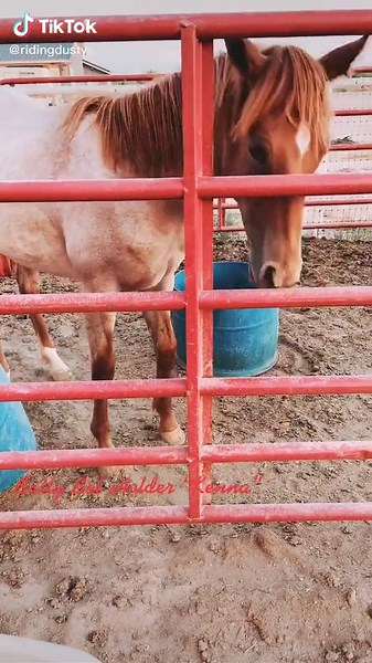 Teaching Baby Shark Manners at Bridle Bit Ranch