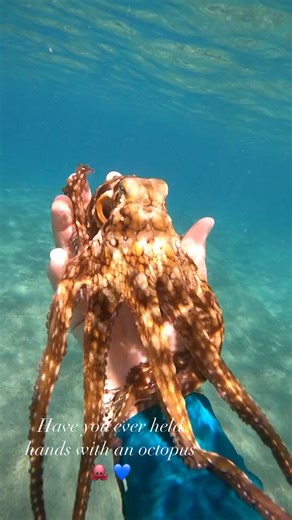 One of my favorite creatures in the ocean 🐙 Called “tako” or “he`e mauli” here in Hawaii, this species of Day Octopus is the most commonly seen here. They live in little cave lairs surrounded by discarded shells used as barriers when intruders come near (dream home amiright! 🐚) Their fave food is cowries in particular which is why I have so many cowrie shells with tako pukas in them! Unfortunately these amazingly intelligent and beautiful animals life only to be about a year old. Seeing him cl