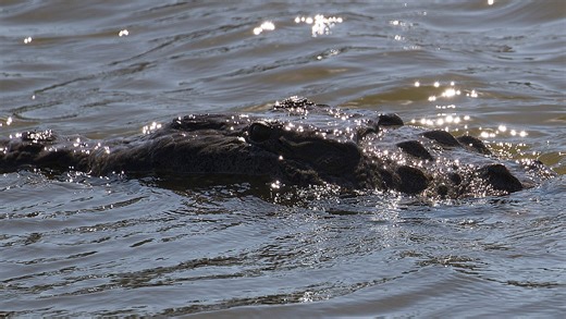 Crocodile finds new home on Sanibel golf course