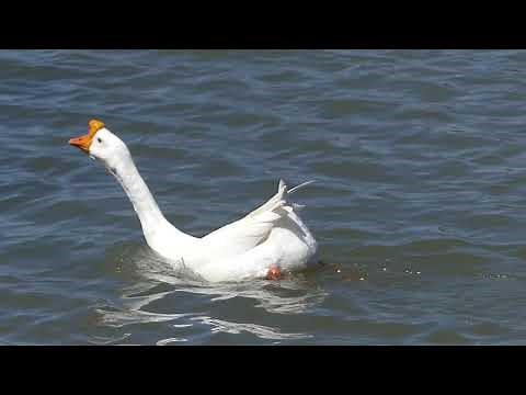 Mating Madness # 3 - Can a Goose mate with a Duck