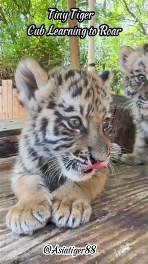 Cutest Baby Tiger Moments Ever! #tiger #babytigers #viral #viralshorts