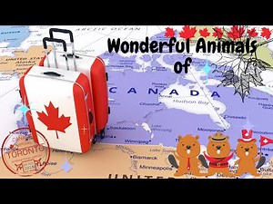 Wonderful Animals of Canada - Fun Facts For Kids