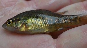 Yarra pygmy perch to be released into lower Murray River after local extinction