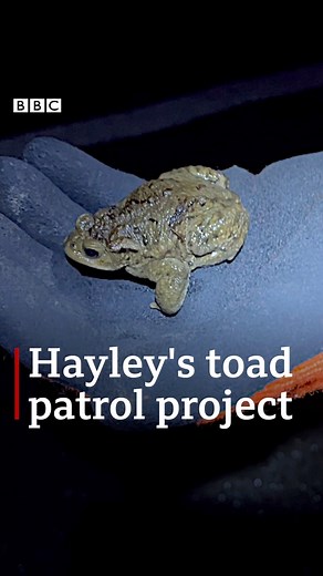'They just have no chance unless people do a 'toad patrol' and help them cross' 🐸 A year on from her campaign for toad crossing road signs, Hayley is no longer alone in her amphibian protection mission. #toads #toadpatrol #hexham #Haltwhistle #wildlife | BBC North East