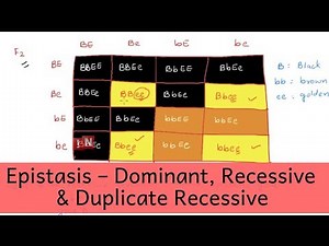 Epistasis – Dominant, Recessive and Duplicate Recessive