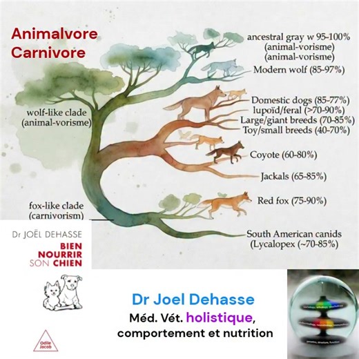 𝐂𝐚𝐫𝐧𝐢𝐯𝐨𝐫𝐞/𝐀𝐧𝐢𝐦𝐚𝐥-𝐯𝐨𝐫𝐞 Découvrez pourquoi votre chien, descendant du loup ancestral, mérite un régime aligné sur son essence carnivore/animal-vore ! Dans mon livre "Bien Nourrir son Chien" (Odile Jacob, 2025), je m'appuie sur des recherches indépendantes pour challenger Big PetFood : un régime cétogène animal-vore (viande, poisson, œufs comme base) optimise l'homéostasie PNEI (psycho-neuro-endocrino-immuno), réduit l'inflammation chronique et booste la vitalité comportementale.