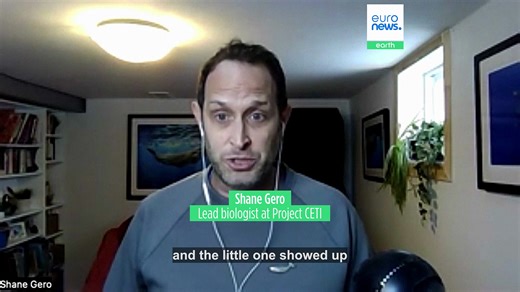 'Really special': Watch as mother, sister and daughter whales unite in supporting newborn calf