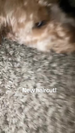 My little baby got a haircut #custestdogever #fyp #haircut #doggy #viral