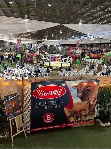 Beefmaster Auction Highlights in Ermelo, July 2025