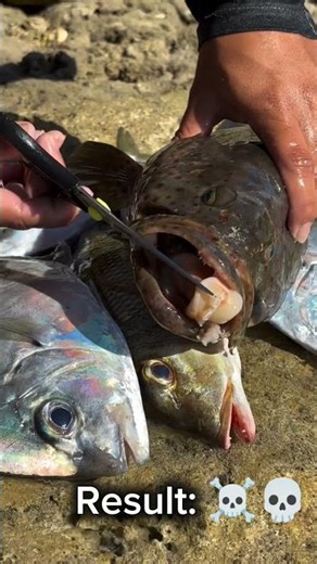 Ocean Survival Is Ruthless! 🌊😨 #viral #fishing