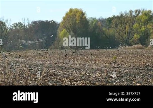 Flock of birds taking off from harvested cornfield near woodland Stock Video Footage - Alamy