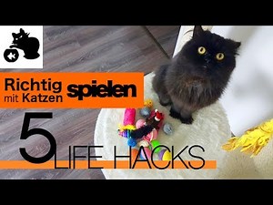 🔥Richtig mit Katzen spielen - 5 Katzen Life Hacks - Katzen beschäftigen