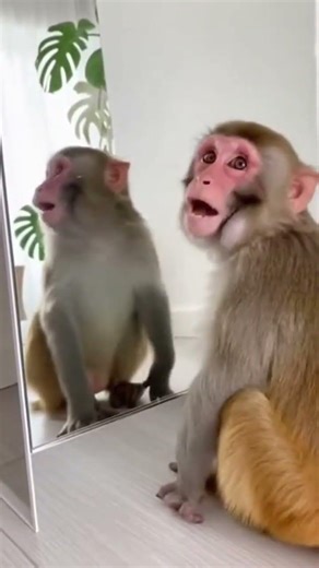 Smart Monkeys See Themselves for the First Time... Immediately Check Their Butts 🍑😂