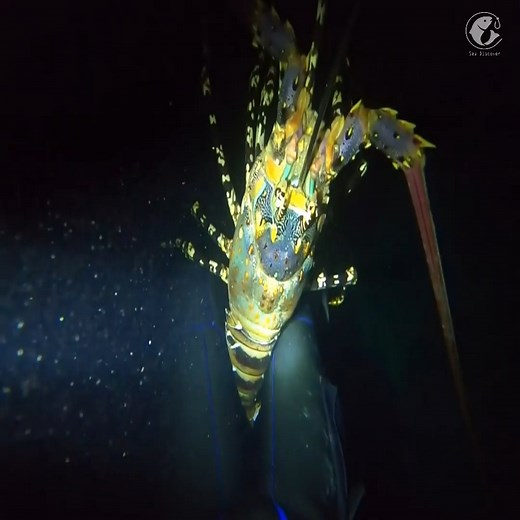 26K views · 1.1K reactions | Catching Giant Lobster | Sea Discover | Facebook