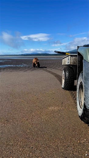 1.1M views · 15K reactions | Bears are curious, not aggressive, by...