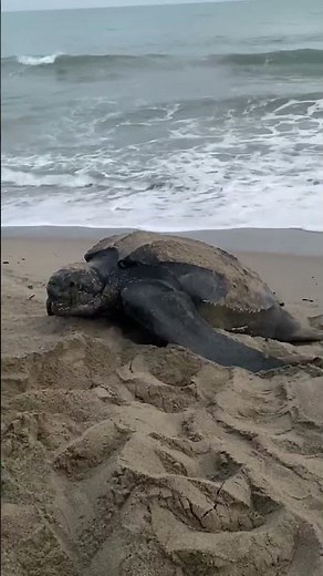 Leatherbacks nesting in Virginia?
