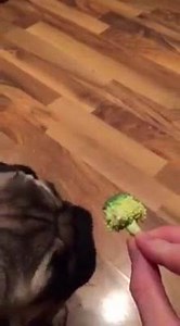 Trying broccoli for the first time... Honestly, I did like it, I think #puglife #pug #dog #TheBatmanPug | The Batpug