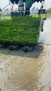 39K views · 157 reactions | #smartfarm #harvest #farmlife #sustainablefarming #AgricultureTips #growyourfood #farmtotable | GreenFields Hub | Facebook